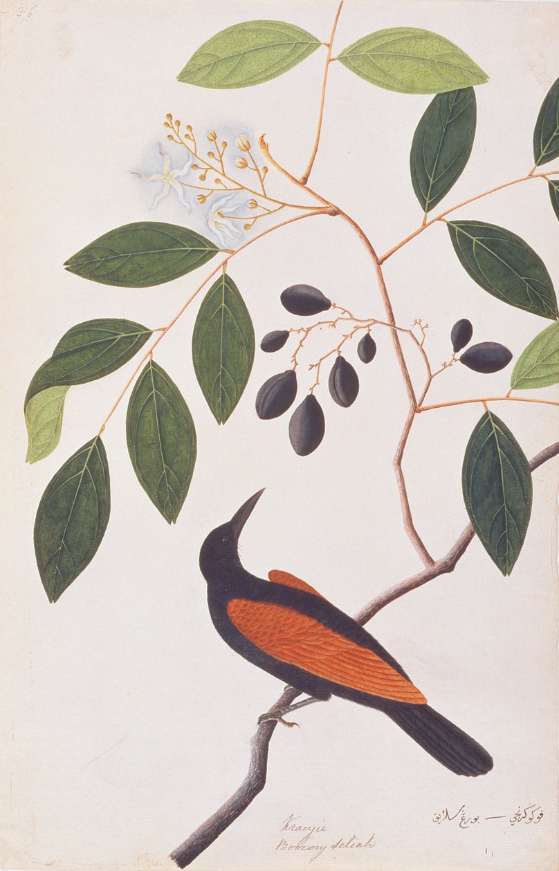 Greater Coucal, fra Tegninger av fugler fra Malacca, ca. 1805-18 (wc på papir) av Chinese School