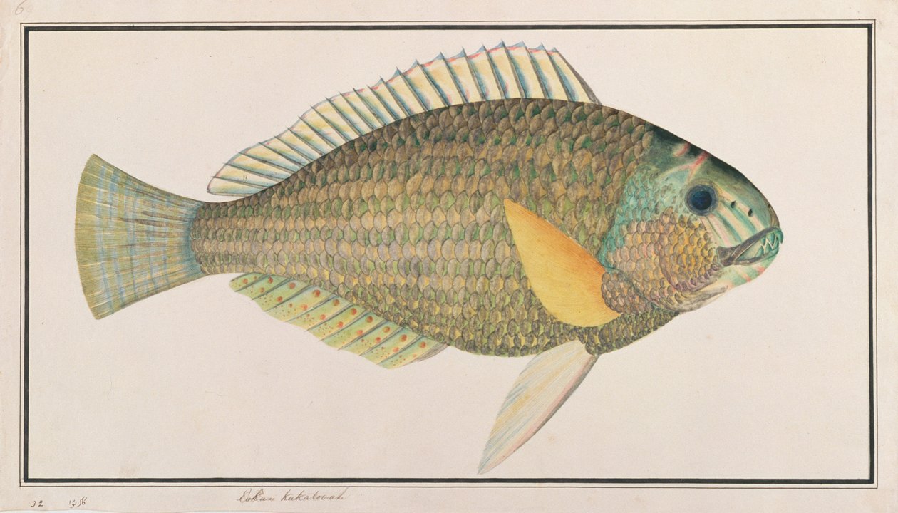 Green Wrasse, fra Drawings of Fishes from Malacca, ca. 1805-18 (wc på papir) av Chinese School