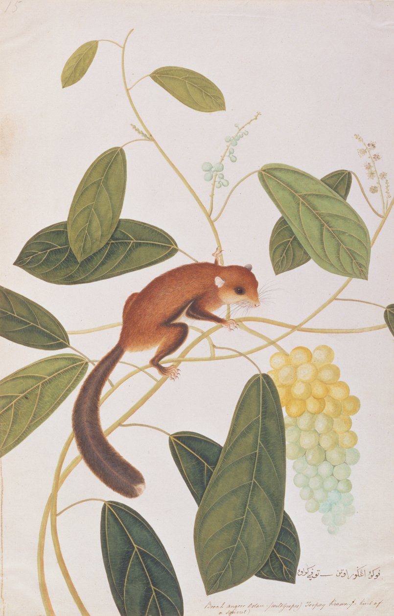 Gråkinnet flygende ekorn, fra tegninger av dyr, insekter og reptiler fra Malacca, ca. 1805-18 (wc & gouache på papir) av Chinese School