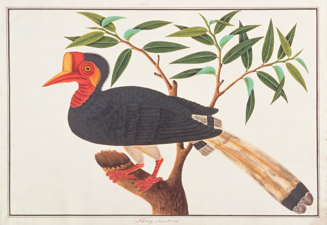 Hornbill med hjelm, fra Tegninger av fugler fra Malacca, ca. 1805-18 (wc på papir) av Chinese School