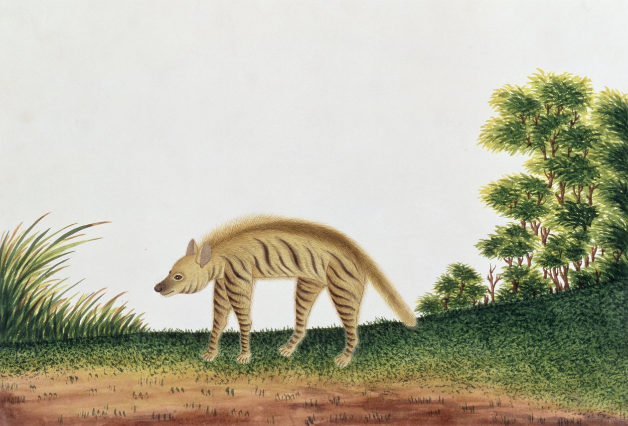 Hyene, fra tegninger av dyr, insekter og reptiler fra Malacca, ca. 1805-18 (wc og gouache på papir) av Chinese School