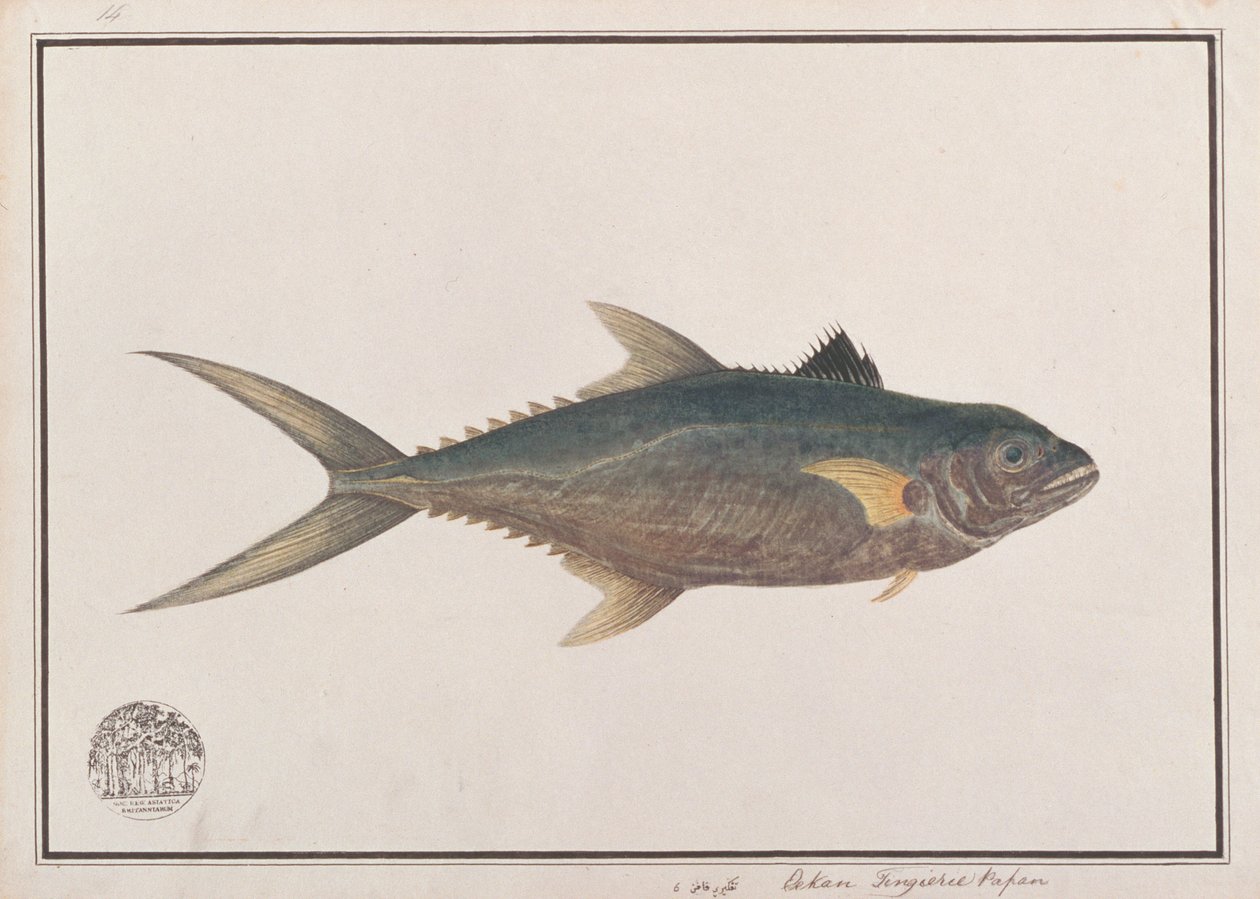 Indo-Pacific King Makrell, fra Drawings of Fishes from Malacca, ca. 1805-18 (wc på papir) av Chinese School