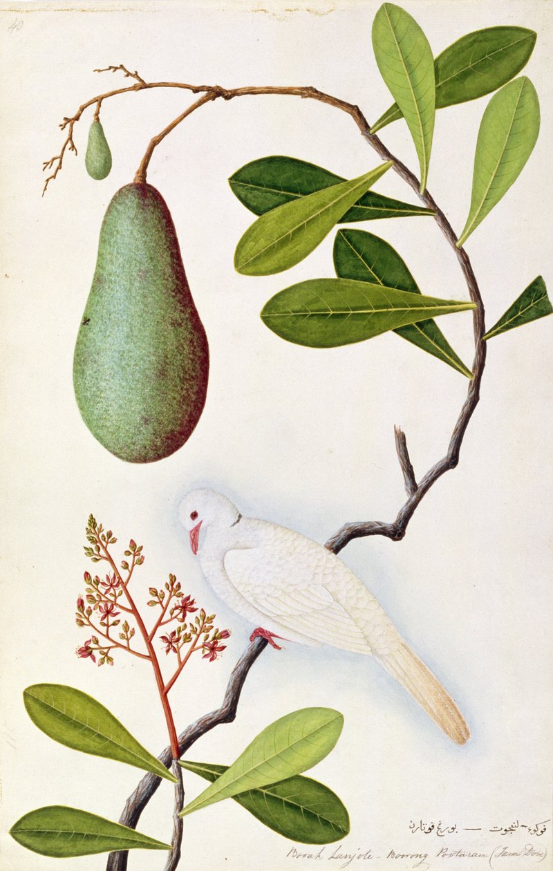 Java Dove eller Boorah Poutaran, fra Drawings of Birds from Malacca, ca. 1805-18 (wc på papir) av Chinese School