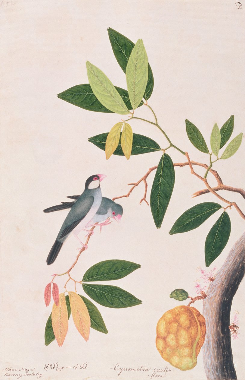 Java Sparrow, fra Tegninger av fugler fra Malacca, ca. 1805-18 (wc på papir) av Chinese School