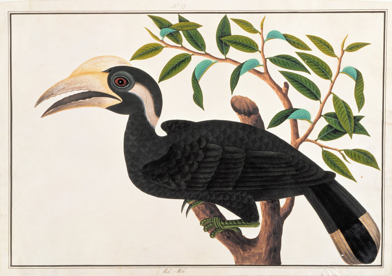 Ke-ke, fra Tegninger av fugler fra Malacca, ca. 1805-18 (wc på papir) av Chinese School
