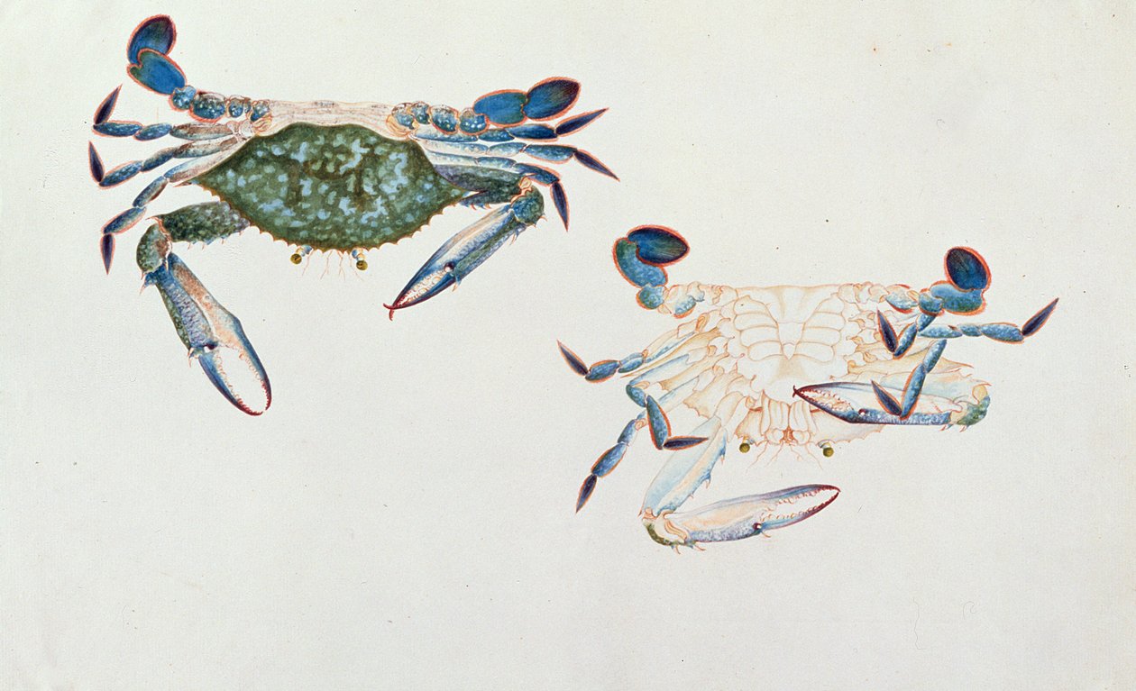 Ketam Rinyong, fra Tegninger av dyr, insekter og reptiler fra Malacca, ca. 1805-18 (wc og gouache på papir) av Chinese School
