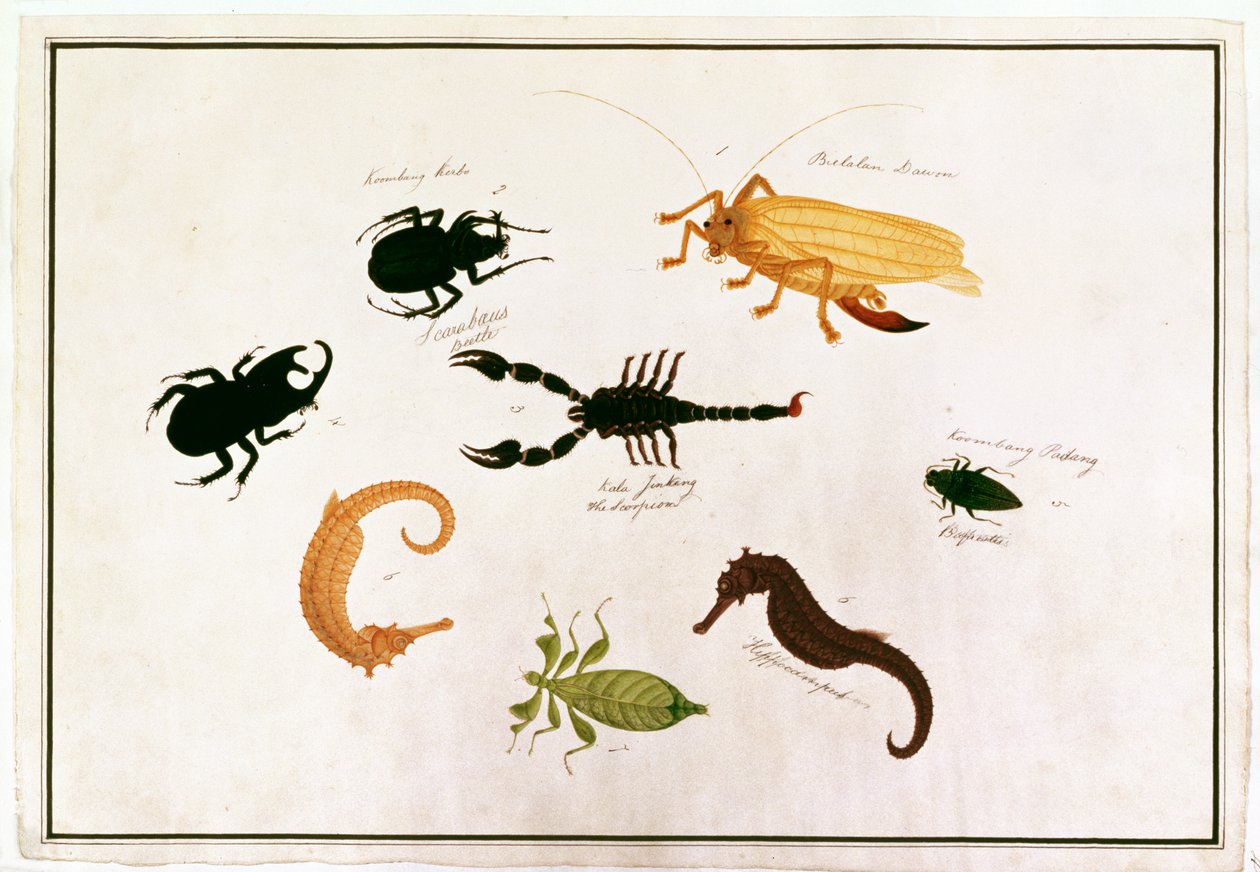 Koombang Kerbo, Bielalan Dawon, Kala Jinking, Koombang Padang, Hippocampus, fra tegninger av dyr, insekter og reptiler fra Malacca, ca. 1805-18 (wc og gouache på papir) av Chinese School