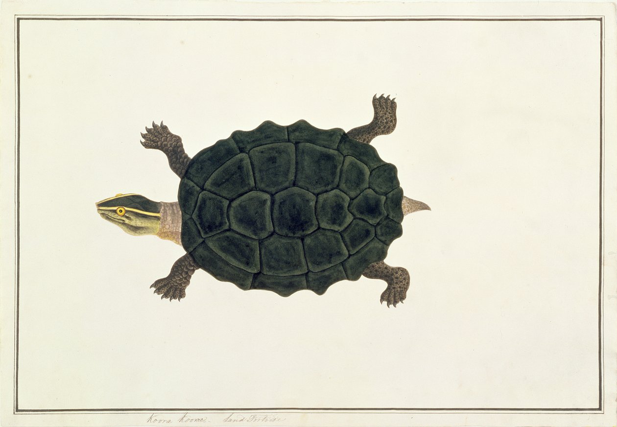 Landskilpadde, Koora Koora, fra tegninger av dyr, insekter og reptiler fra Malacca, ca. 1805-18 (wc og gouache på papir) av Chinese School