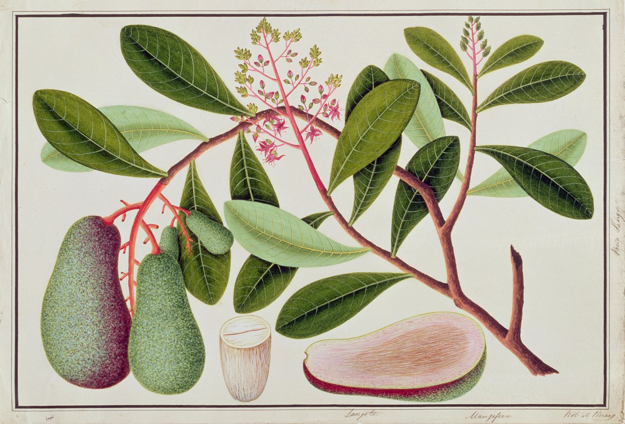 Langote eller Mangifera, fra tegninger av planter fra Malacca, 1800-tallet (wc på papir) av Chinese School