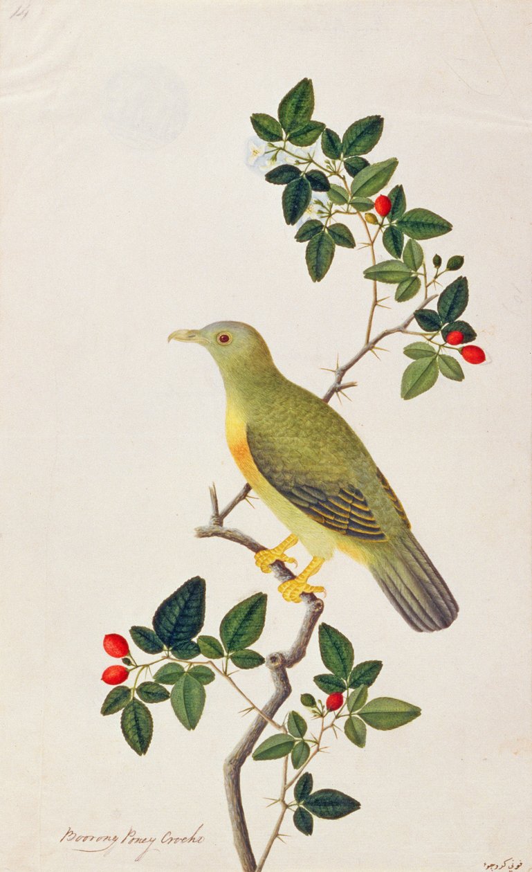Stor grønn due, fra tegninger av fugler fra Malacca, ca. 1805-18 (wc på papir) av Chinese School