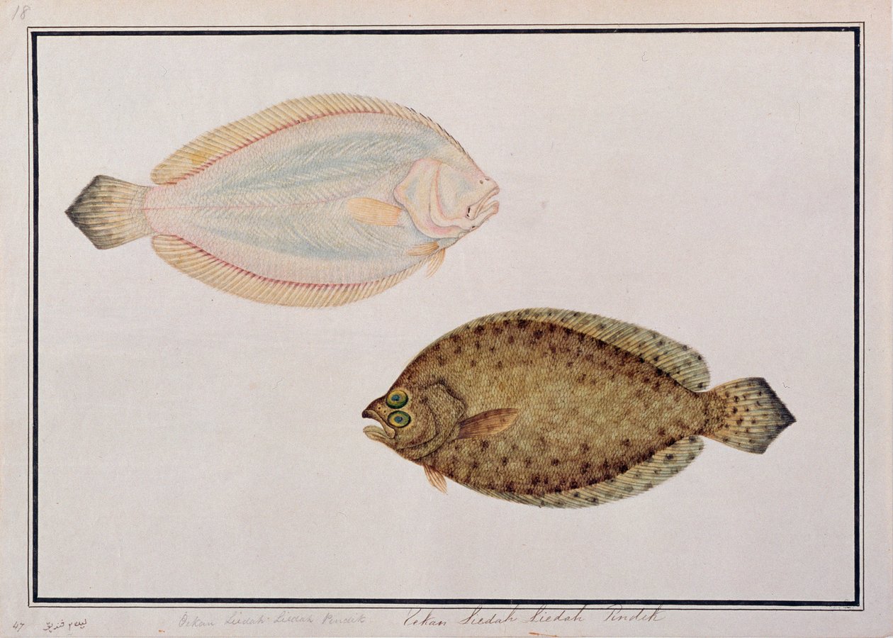 Stortannet flyndre, fra tegninger av fisk fra Malacca, ca. 1805-18 (wc på papir) av Chinese School