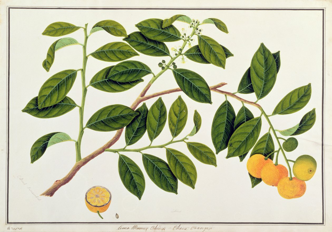 Limo Manies Kina eller kinesiske appelsiner, fra tegninger av planter fra Malacca, ca. 1805-18 (wc på papir) av Chinese School