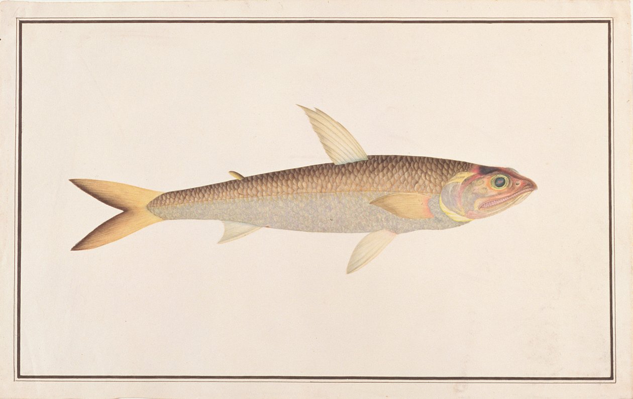 Lizardfish, fra Drawings of Fishes from Malacca, ca. 1805-18 (wc på papir) av Chinese School