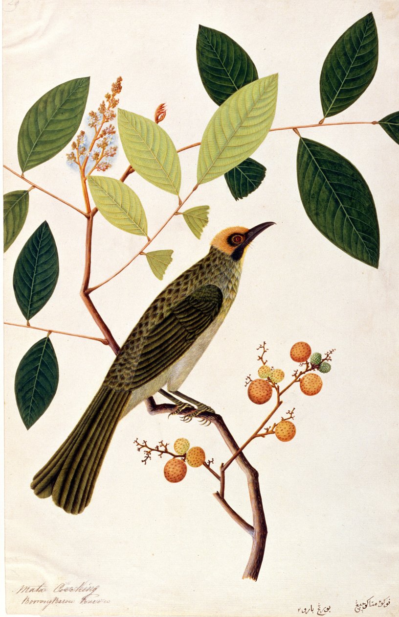 Mata Cooching, fra Drawings of Birds from Malacca, ca. 1805-18 (wc på papir) av Chinese School