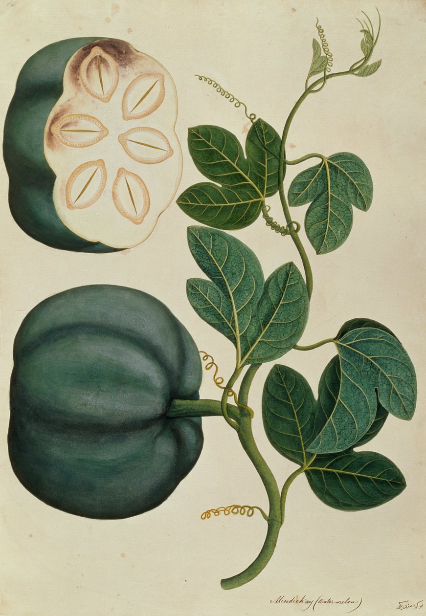 Mendickay or Water Melon, fra Drawings of Plants from Malacca, ca. 1805-18 (wc på papir) av Chinese School
