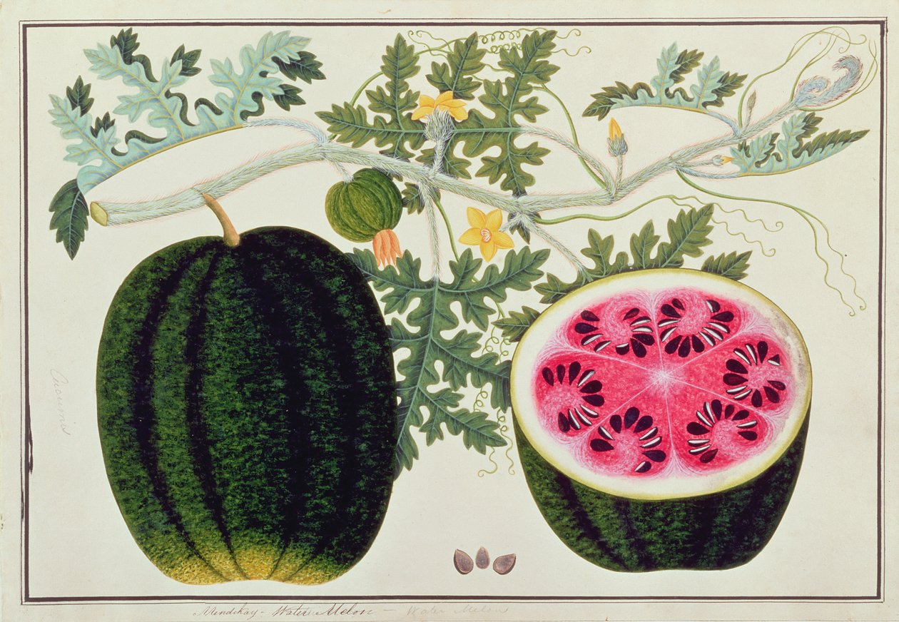 Mindikay eller vannmelon, fra tegninger av planter fra Malacca, ca. 1805-18 (wc på papir) av Chinese School
