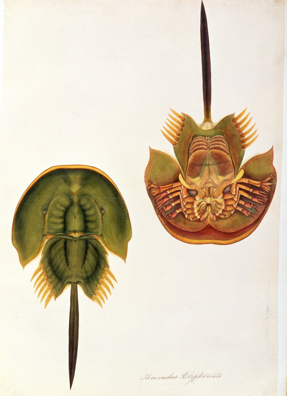 Monoculus Polyphemus, fra tegninger av dyr, insekter og reptiler fra Malacca, ca. 1805-18 (wc og gouache på papir) av Chinese School