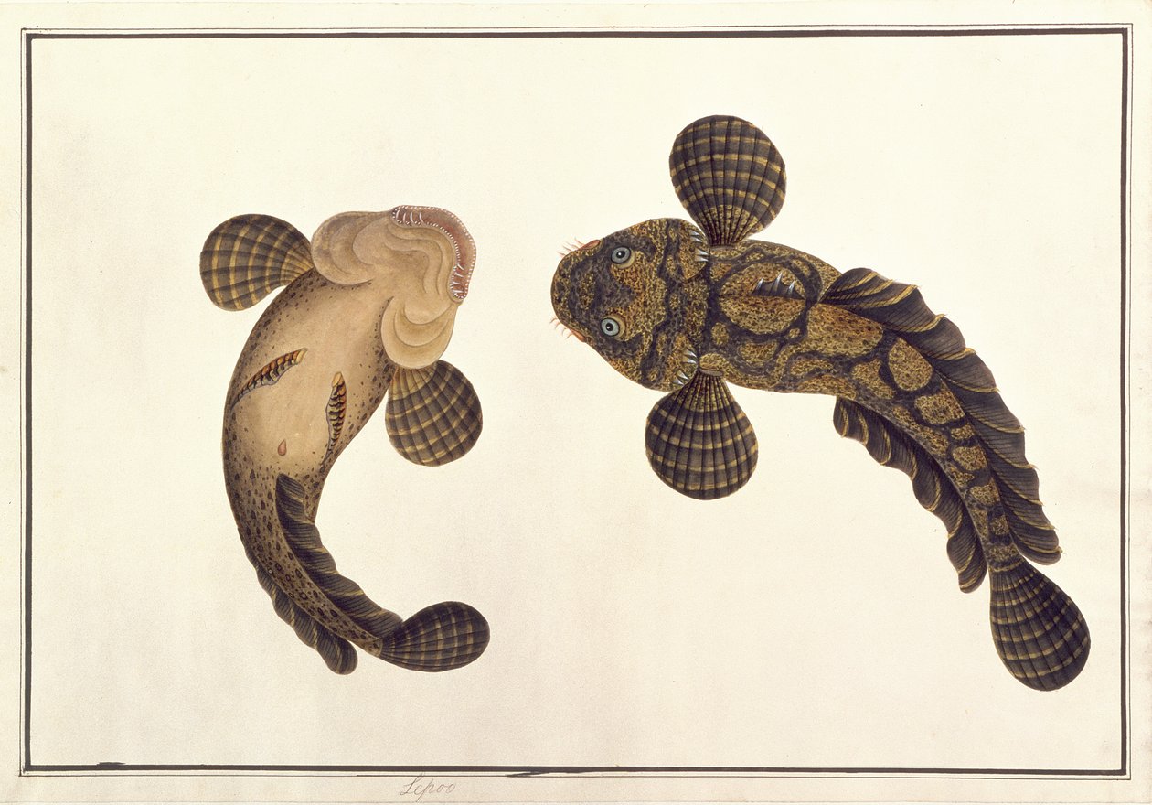 Oolur Sawa, fra Tegninger av dyr, insekter og reptiler fra Malacca, ca. 1805-18 (wc og gouache på papir) av Chinese School
