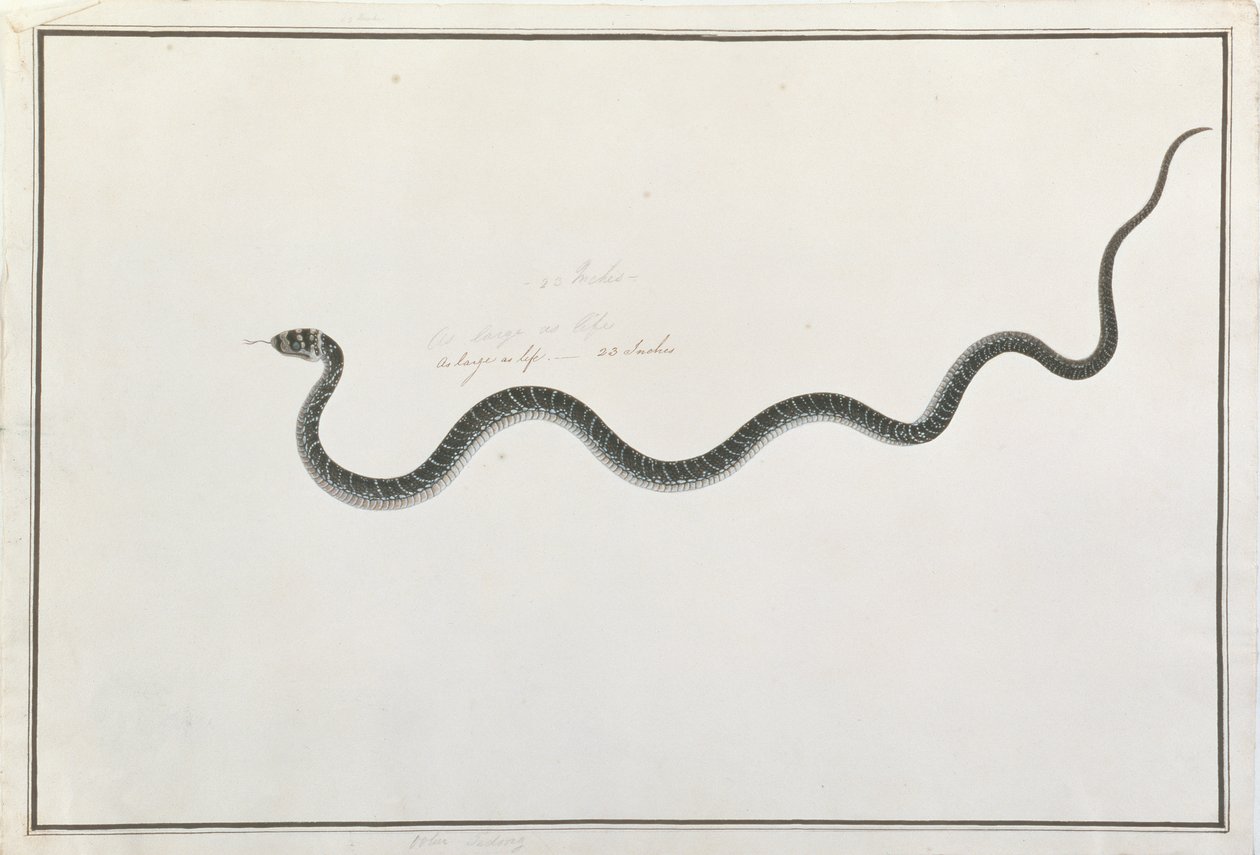 Oolur Tedong, fra Tegninger av dyr, insekter og reptiler fra Malacca, ca. 1805-18 (wc og gouache på papir) av Chinese School