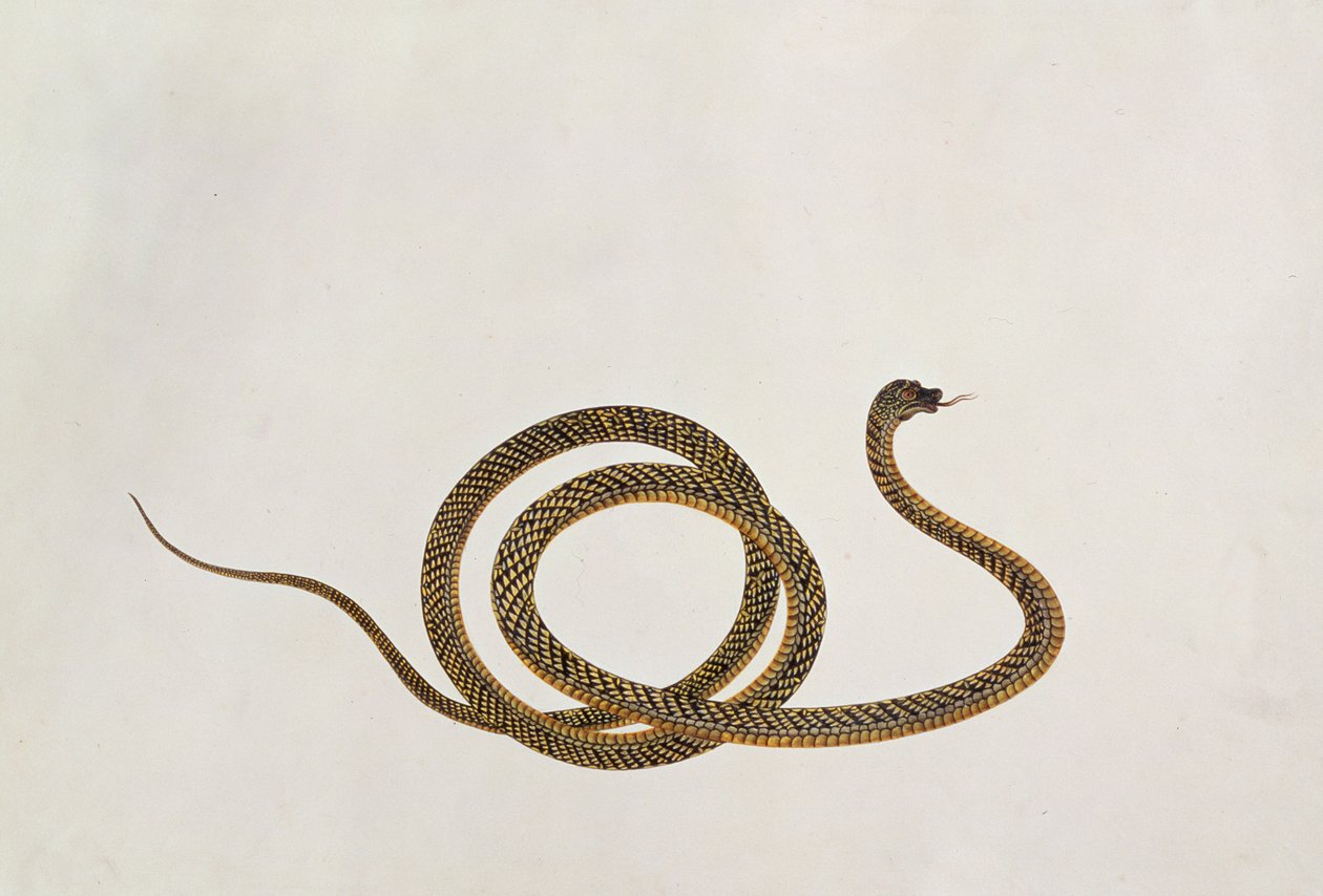 Oolur, fra tegninger av dyr, insekter og reptiler fra Malacca, ca. 1805-18 (gouache og wc på papir) av Chinese School