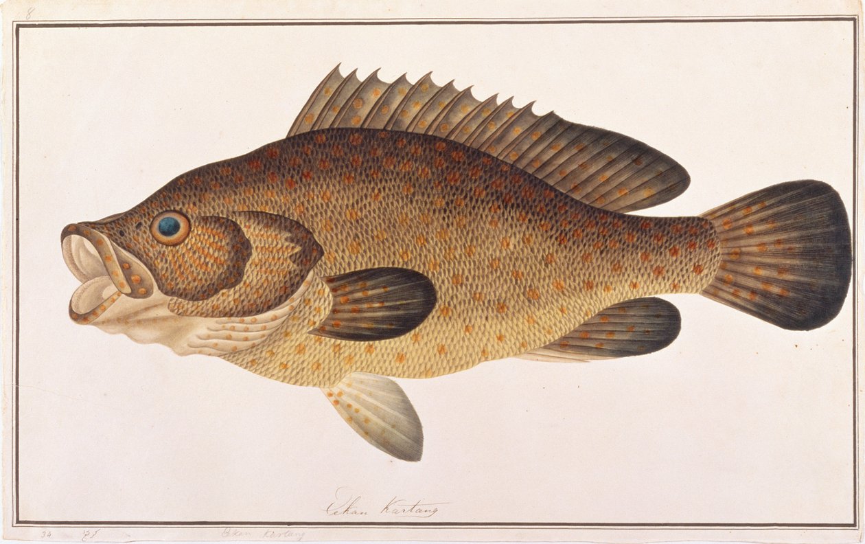 Oransjeflekket havabbor, fra Drawings of Fishes from Malacca, ca. 1805-18 (wc på papir) av Chinese School