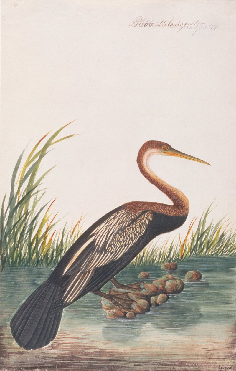 Oriental Darter, fra Drawings of Birds from Malacca, ca. 1805-18 (wc på papir) av Chinese School