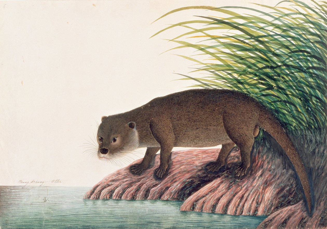 Otter, Brang-Brang, fra Tegninger av dyr, insekter og reptiler fra Malacca, ca. 1805-18 (wc og gouache på papir) av Chinese School