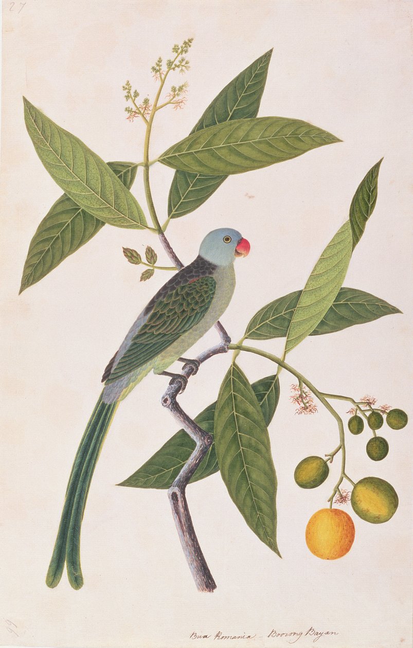 Parakeet, fra Drawings of Birds from Malacca, ca. 1805-18 (wc på papir) av Chinese School