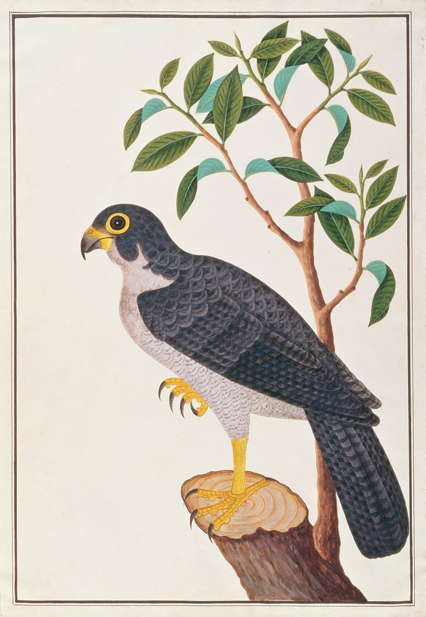 Vandrefalk, fra Tegninger av fugler fra Malacca, ca. 1805-18 (wc på papir) av Chinese School