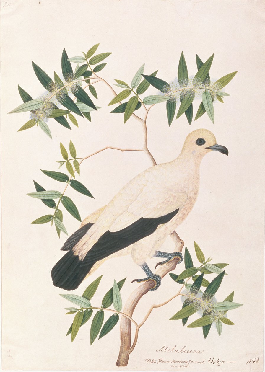 Pied Imperial Pigeon, fra Tegninger av fugler fra Malacca, ca. 1805-18 (wc på papir) av Chinese School