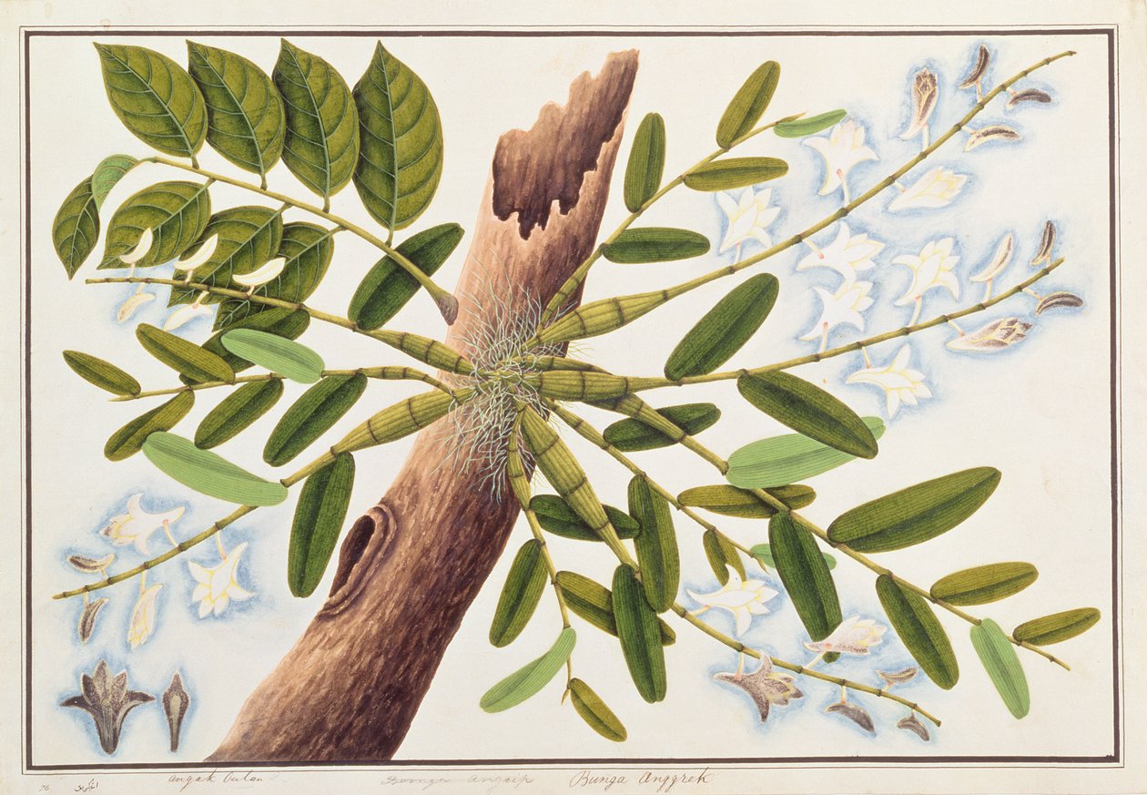 Pigeon Orchid, fra tegninger av planter fra Malacca, ca. 1805-18 (wc på papir) av Chinese School