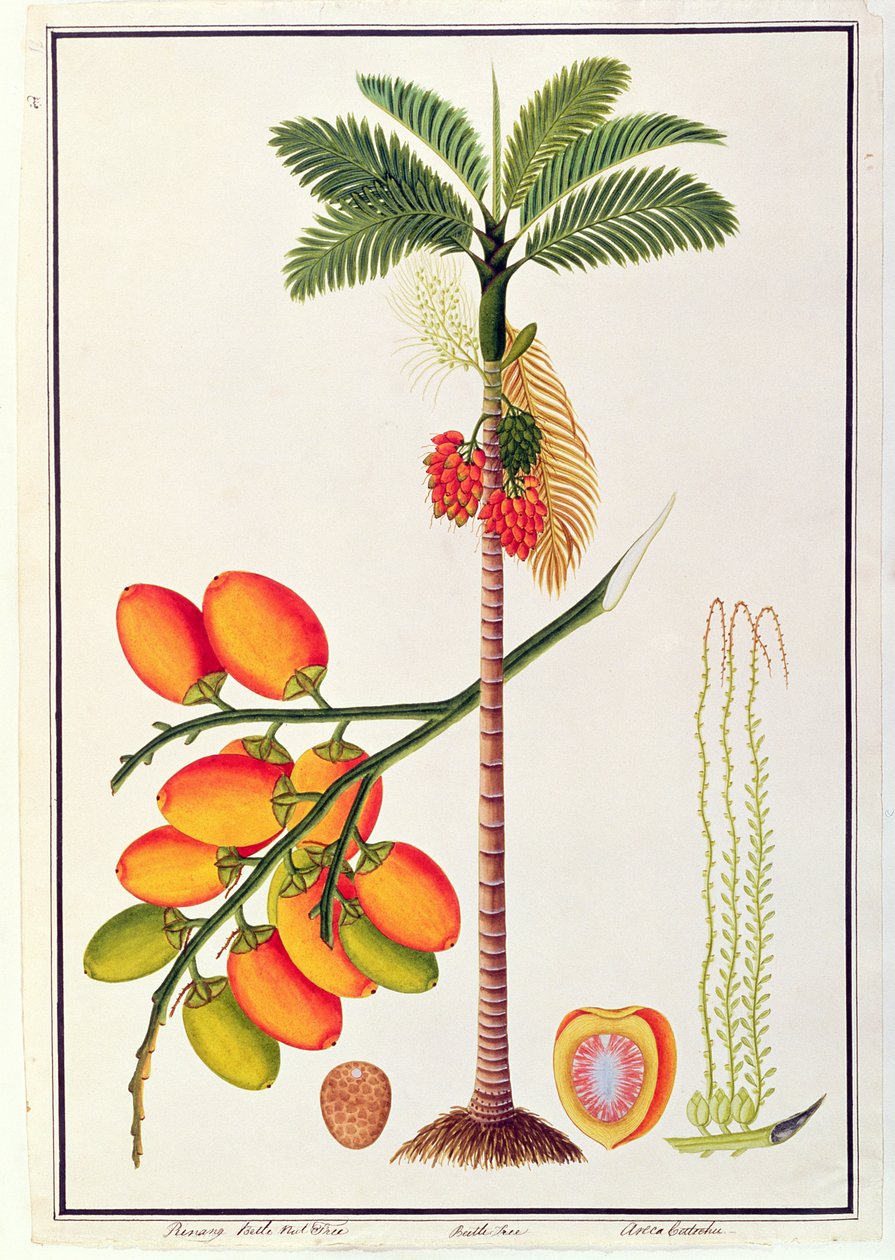 Pinang Betel Nut Tree, fra tegninger av planter fra Malacca, ca. 1805-18 (wc på papir) av Chinese School