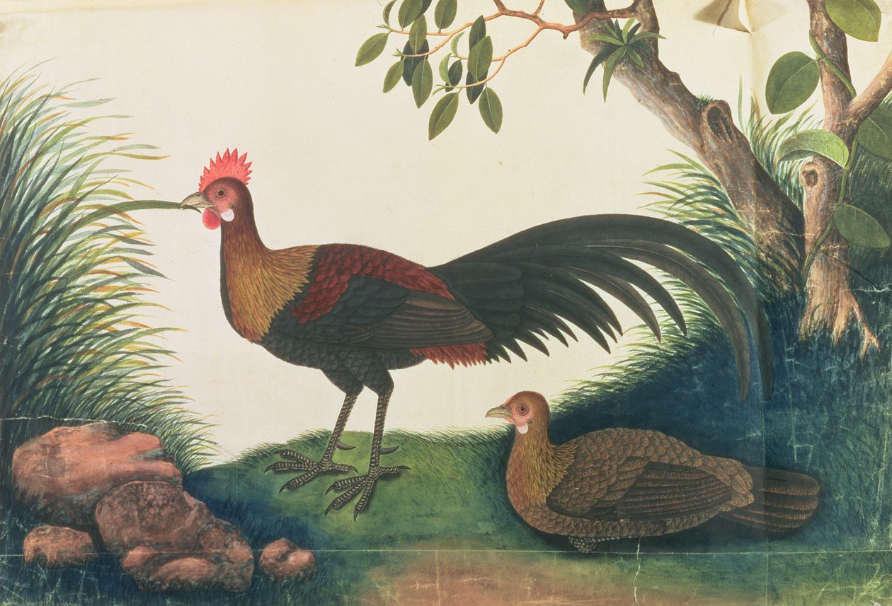 Fjærkre, fra tegninger av fugler fra Malacca, ca. 1805-18 (wc på papir) av Chinese School