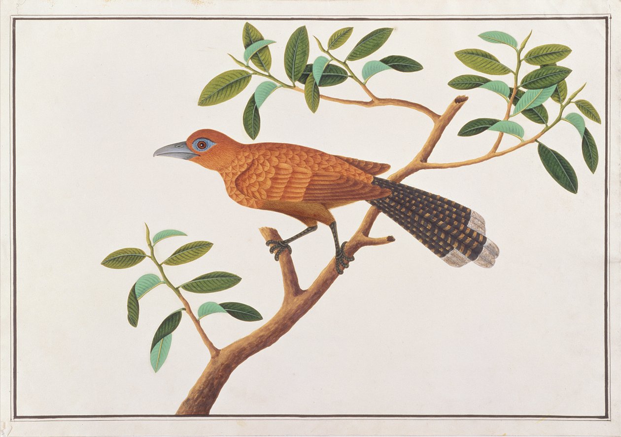 Raffles Malkoha, fra Drawings of Birds from Malacca, ca. 1805-18 (wc på papir) av Chinese School