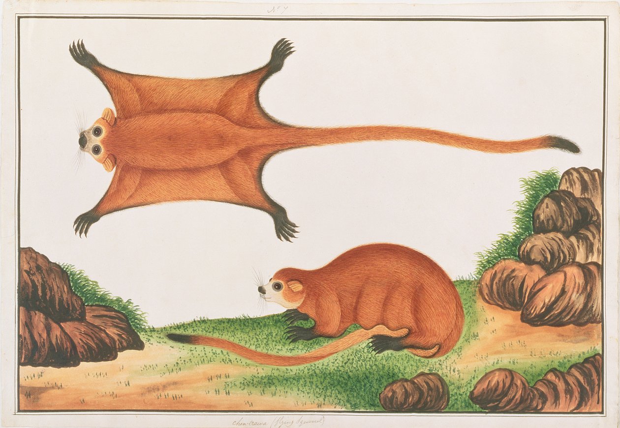 Red Giant Flying Squirrel, fra tegninger av dyr, insekter og reptiler fra Malacca, ca. 1805-18 (wc & gouache på papir) av Chinese School