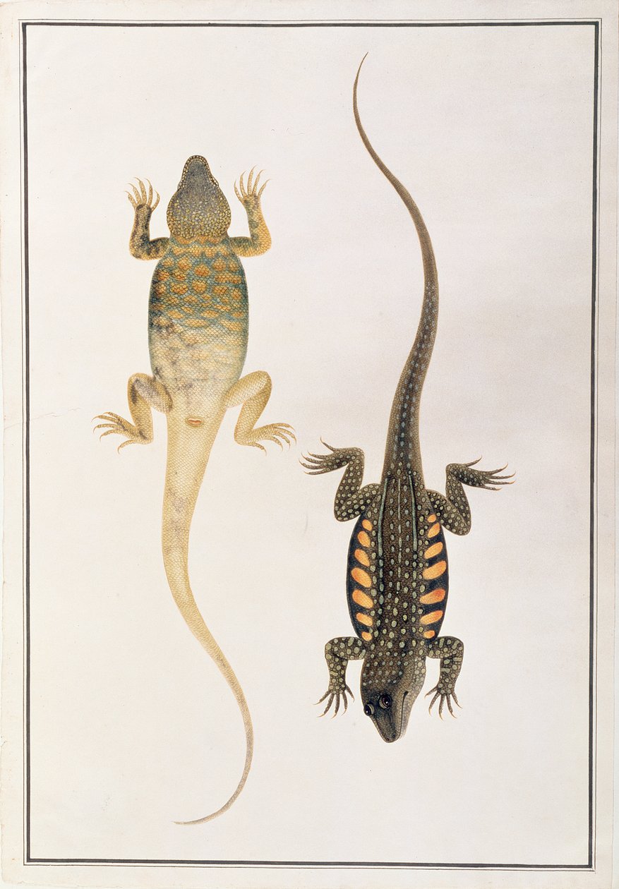 Reptiler, fra tegninger av dyr, insekter og reptiler fra Malacca, ca. 1805-18 (wc og gouache på papir) av Chinese School
