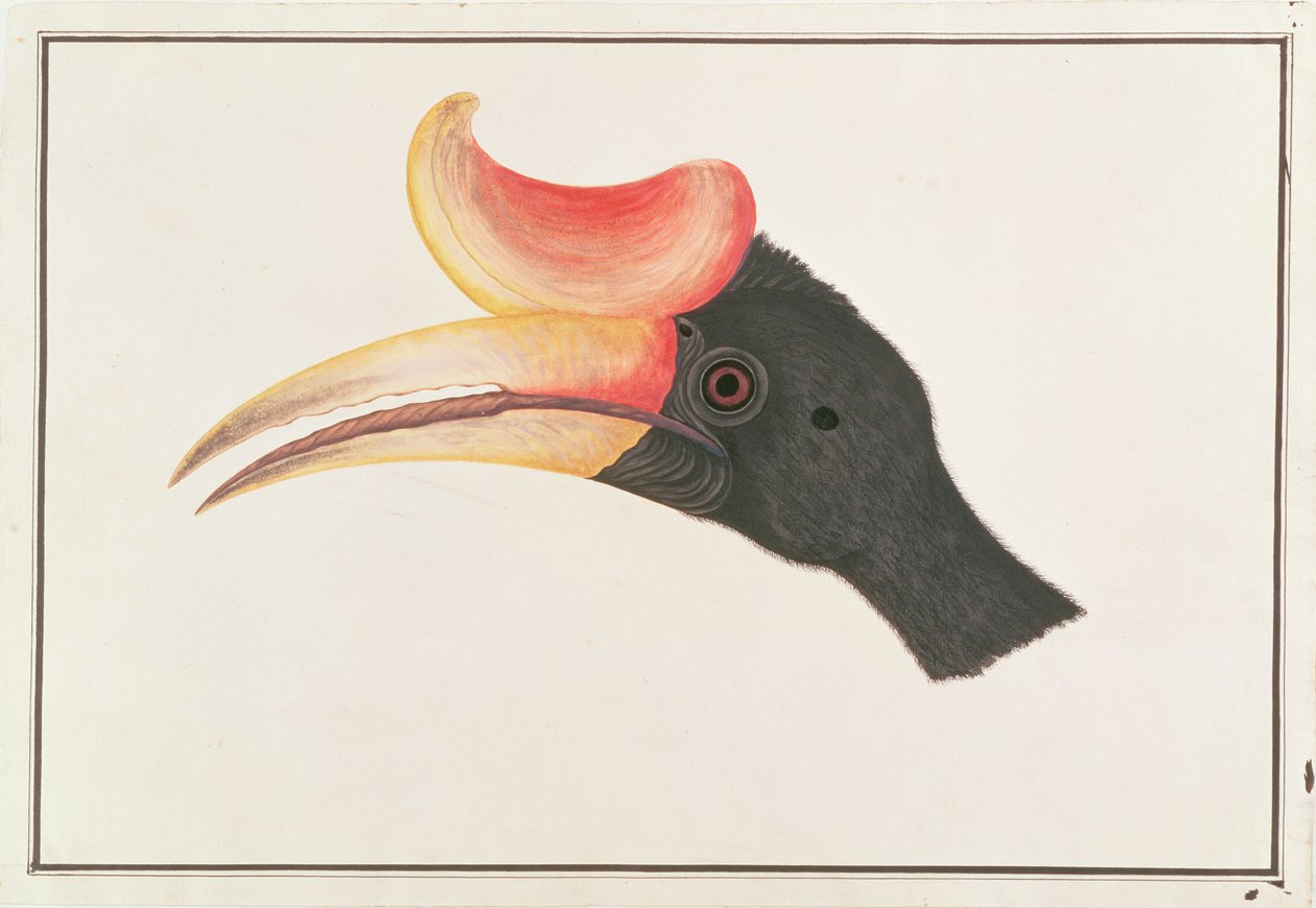 Neshornfugl, fra Tegninger av fugler fra Malacca, ca. 1805-18 (wc på papir) av Chinese School