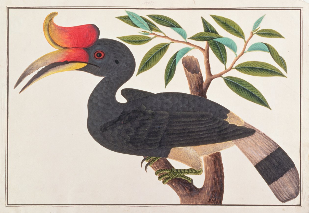 Neshornfugl, fra Tegninger av fugler fra Malacca, ca. 1805-18 (wc på papir) av Chinese School