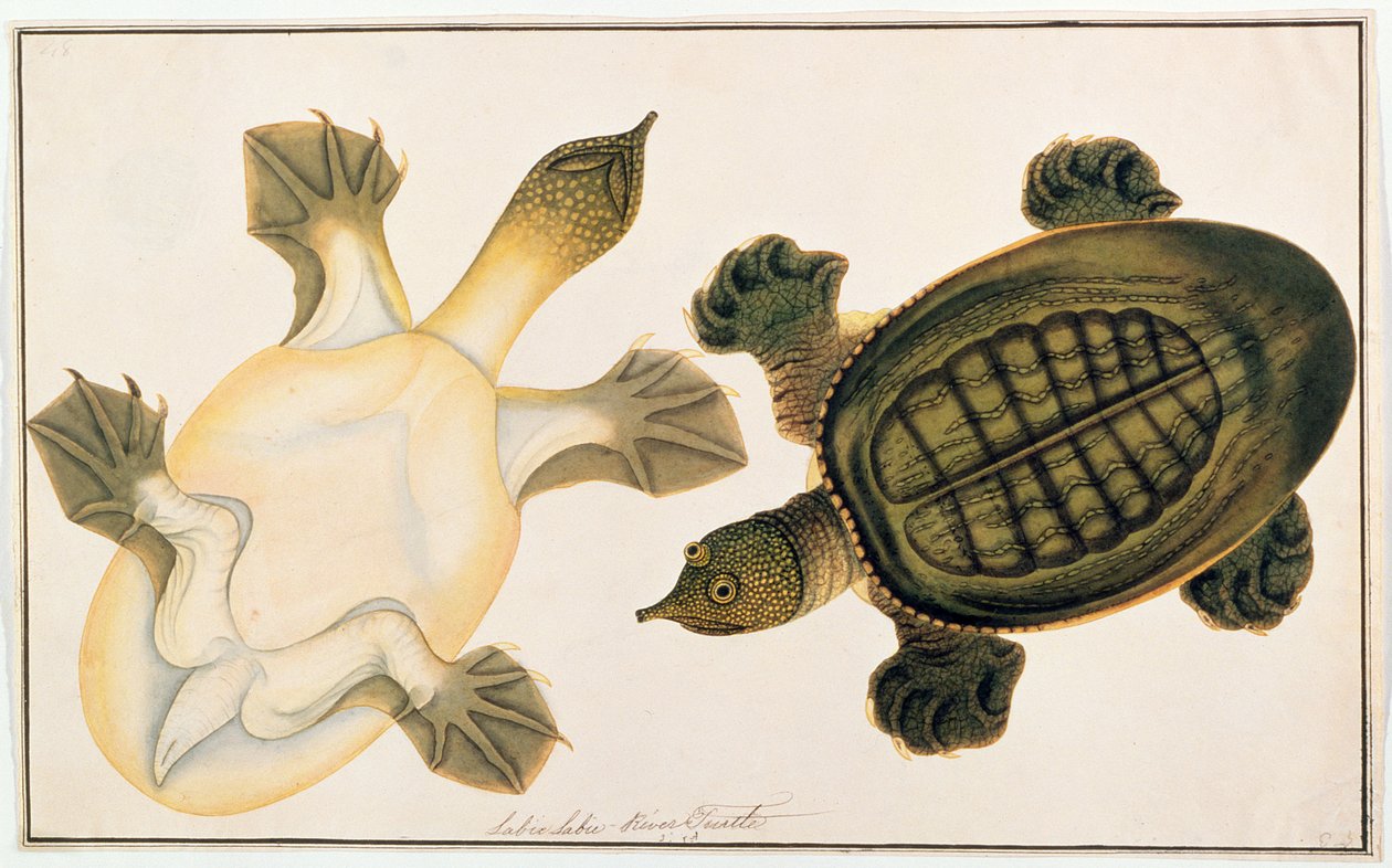 River Turtle, Labie Labu, fra Drawings of Animals, Insects and Reptiles from Malacca, ca. 1805-18 (gouache og wc på papir) av Chinese School