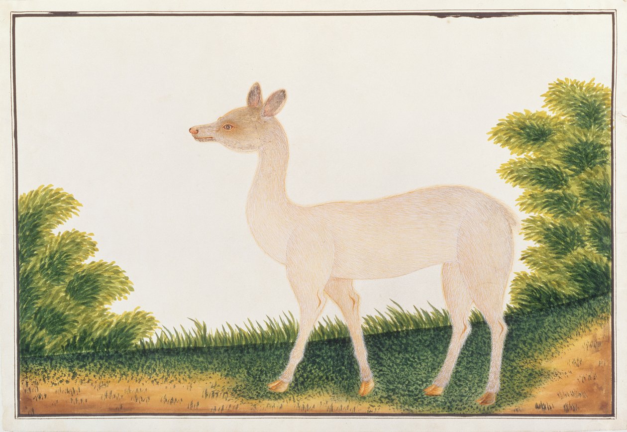 Sambar Deer, fra tegninger av dyr, insekter og reptiler fra Malacca, ca. 1805-18 (wc & gouache på papir) av Chinese School
