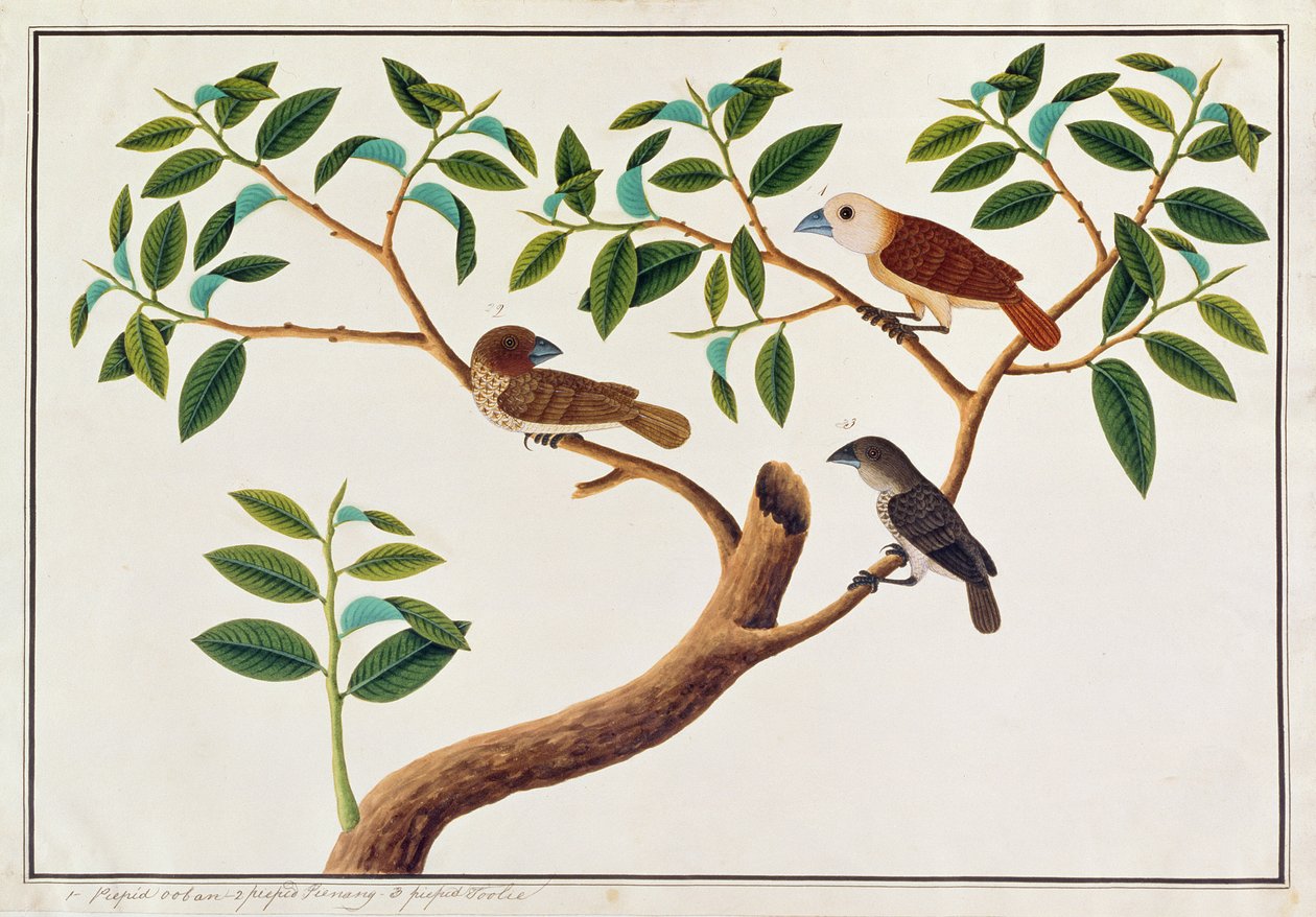 Skallete Munia, White-headed Munia og Malaysian Honeyguide, fra Tegninger av fugler fra Malacca, ca. 1805-18 (wc på papir) av Chinese School