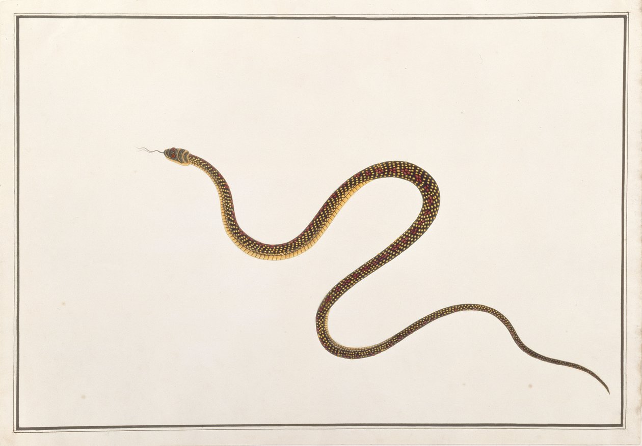Slange, fra tegninger av dyr, insekter og reptiler fra Malacca, ca. 1805-18 (gouache og wc på papir) av Chinese School