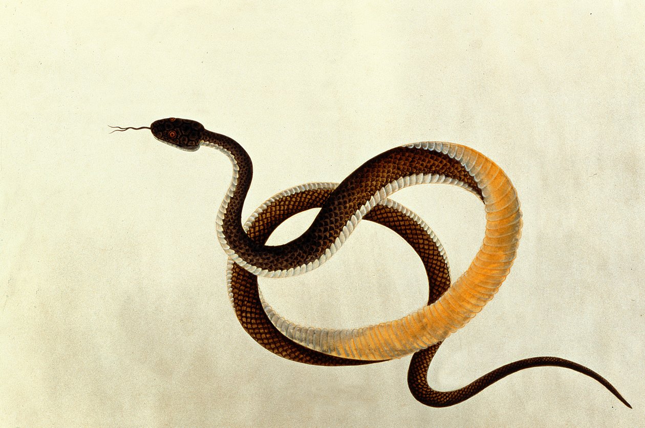 Slange, fra tegninger av dyr, insekter og reptiler fra Malacca, 1805-18 (wc og gouache på papir) av Chinese School