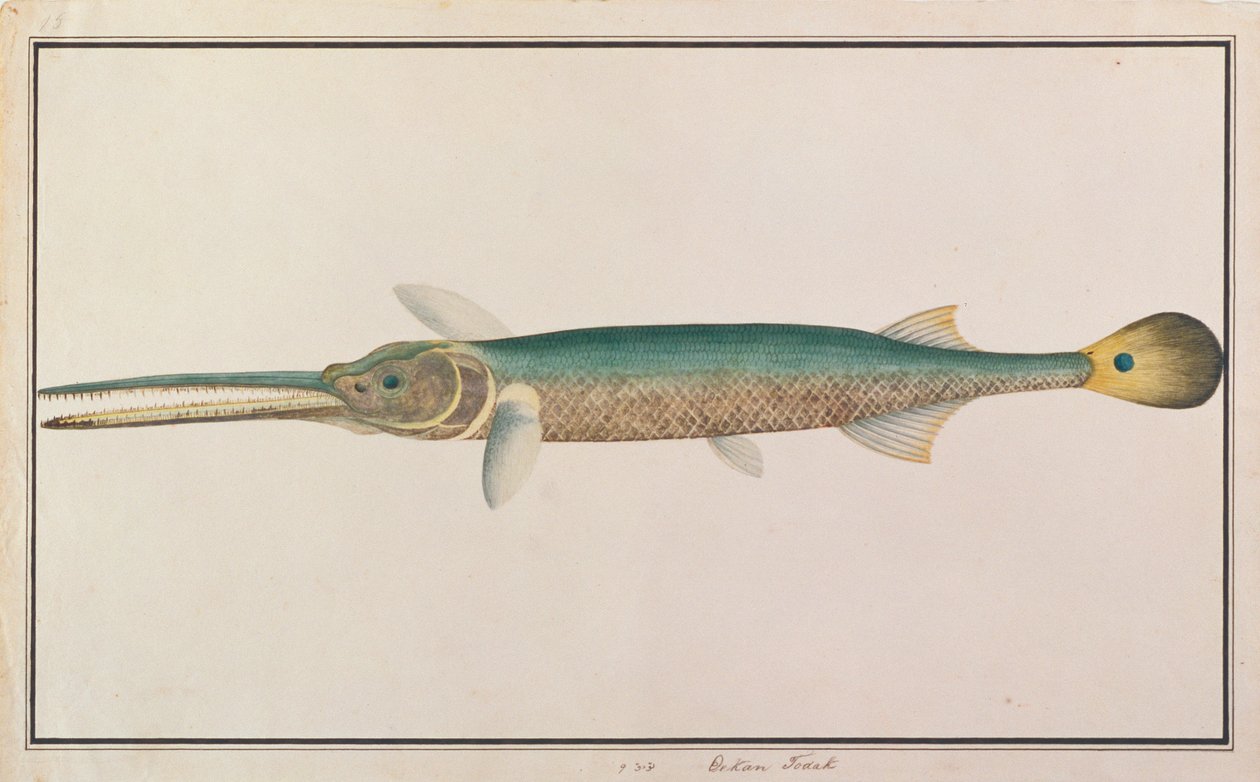 Spottail Needlefish, fra Drawings of Fishes from Malacca, ca. 1805-18 (wc på papir) av Chinese School
