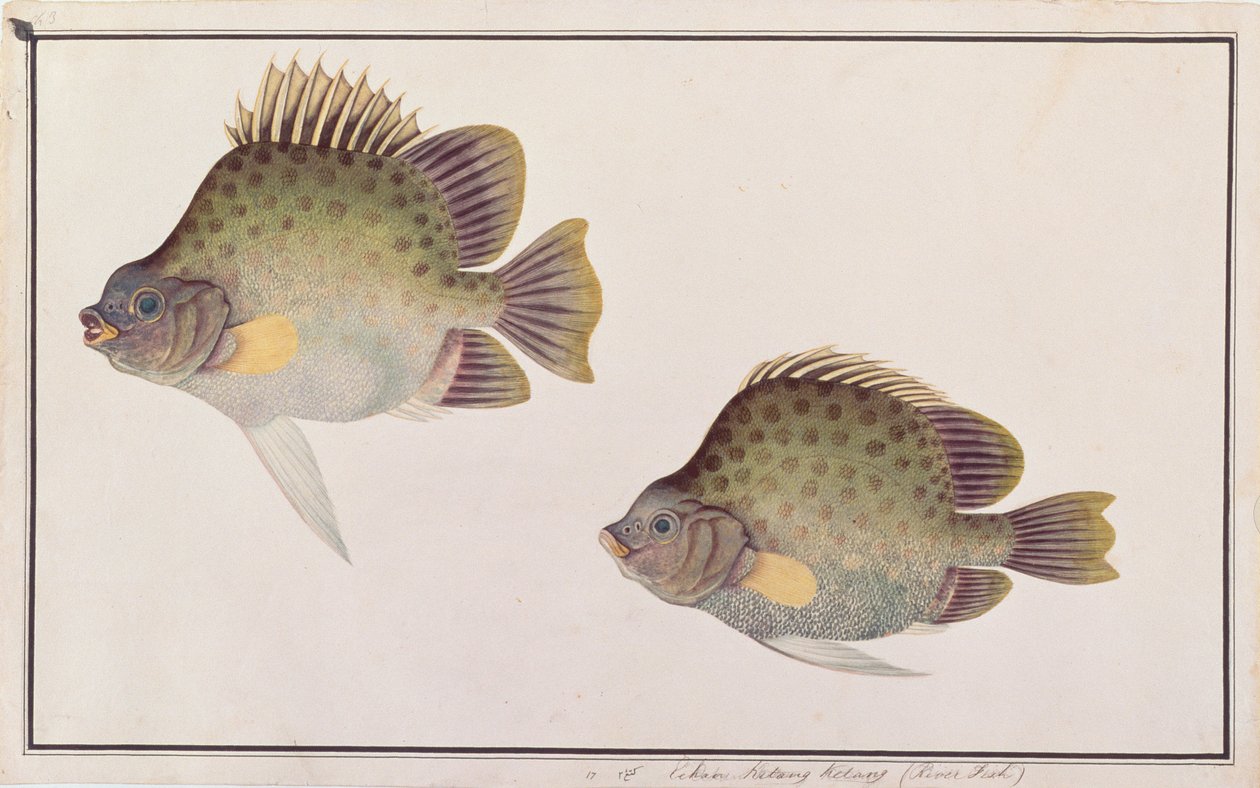 Spotted Scat, fra Drawings of Fishes from Malacca, ca. 1805-18 (wc på papir) av Chinese School
