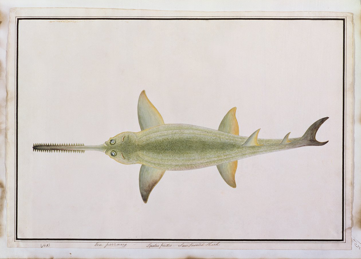 Sverdsnutehai, Eeu parrang, Squalus poristis, fra Drawings of Fishes from Malacca, ca. 1805-18 (wc på papir) av Chinese School