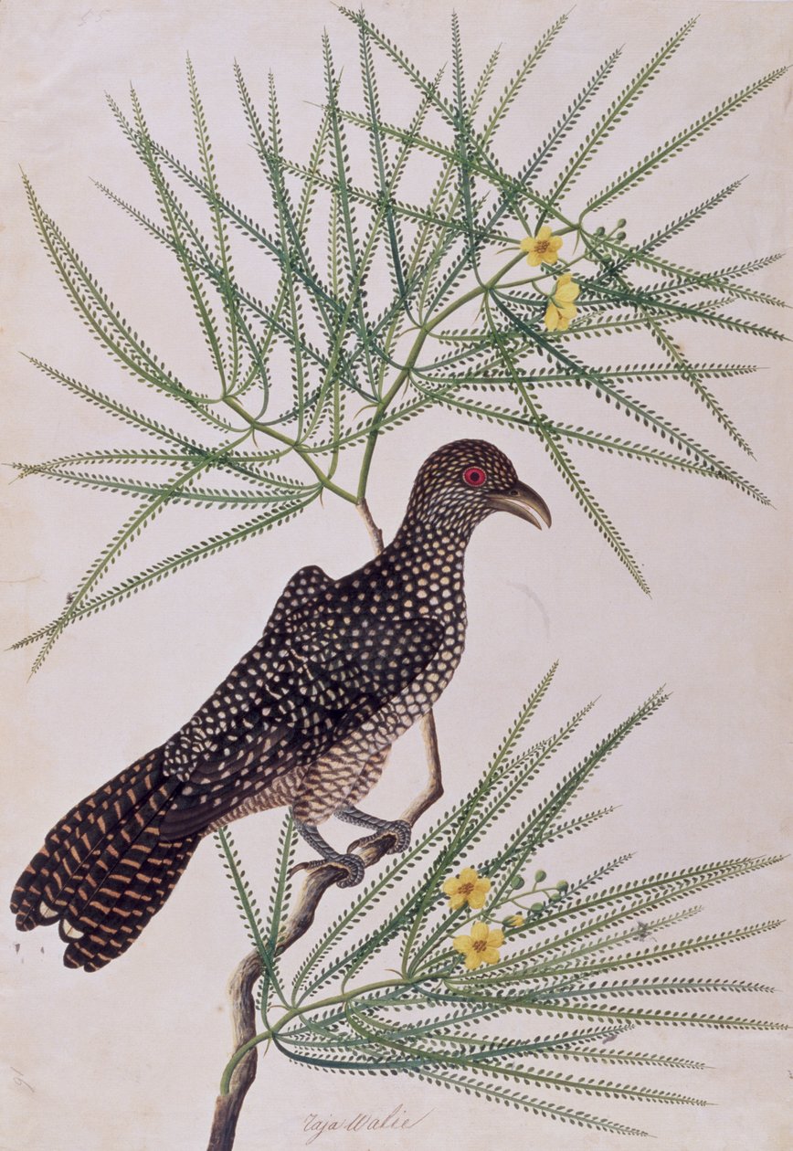 Taja Walie, fra Drawing of Birds from Malacca, ca. 1805-18 (wc på papir) av Chinese School