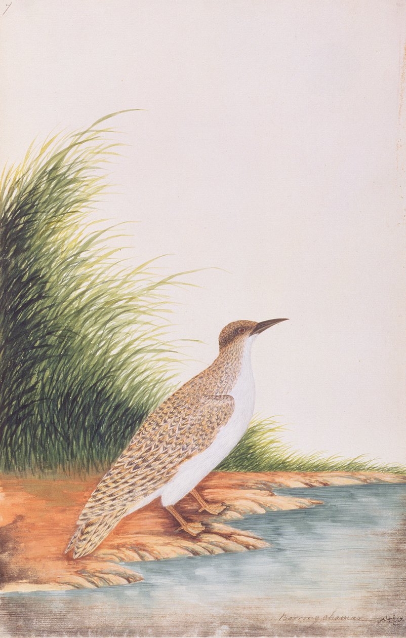 Tern, fra Tegninger av fugler fra Malacca, ca. 1805-18 (wc på papir) av Chinese School