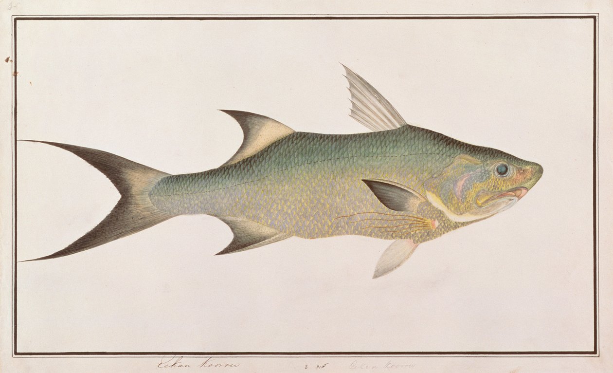 Threadfin, fra Drawings of Fishes from Malacca, ca. 1805-18 (wc på papir) av Chinese School