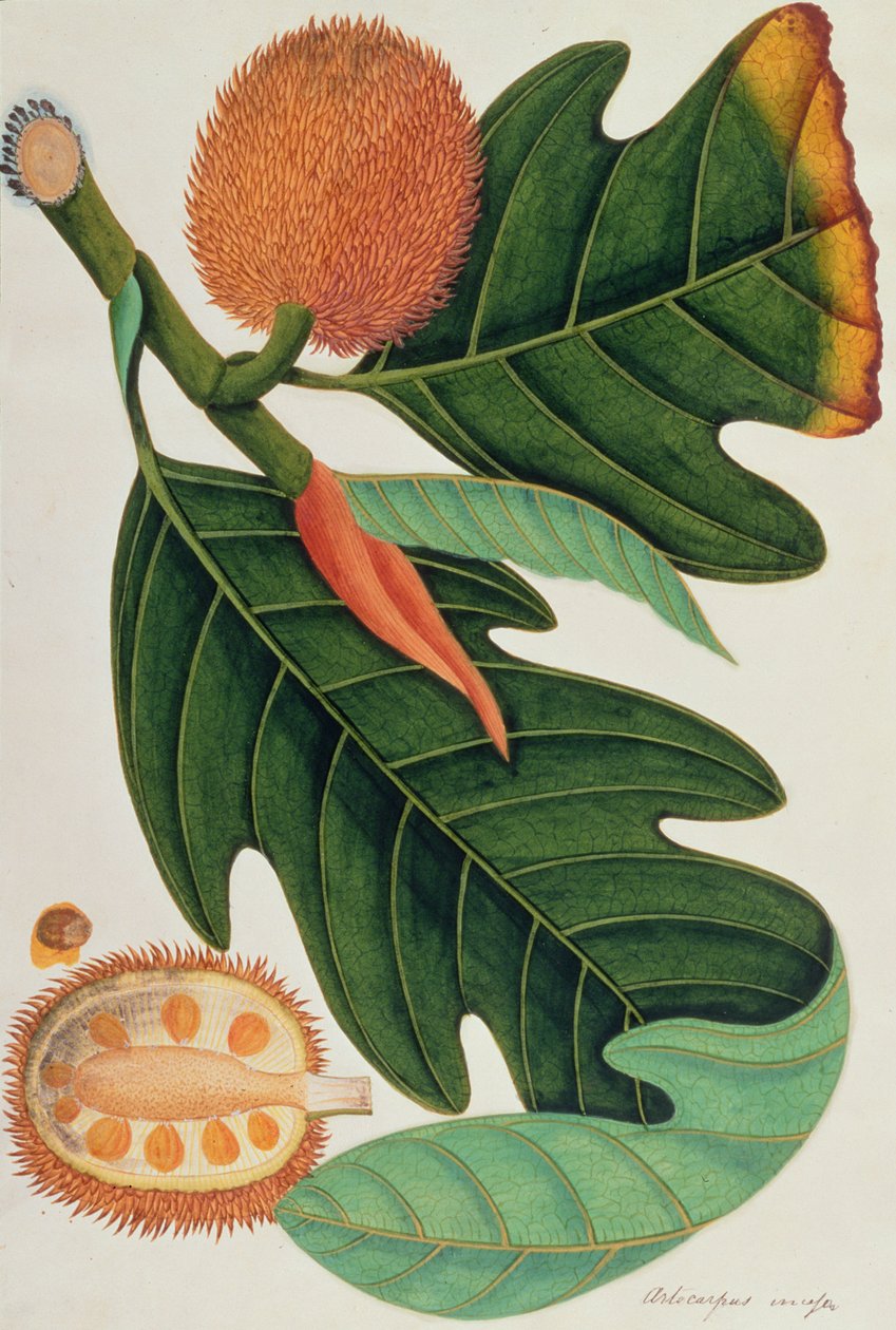 Trab eller Artocarpus incesses, fra tegninger av planter fra Malacca, ca. 1805-18 (wc på papir) av Chinese School